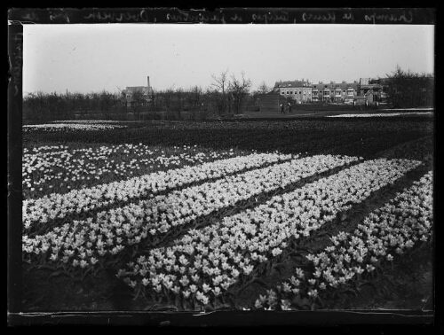 Champs de fleurs, tulipes et jacinthes, Overveen près de Haarlem