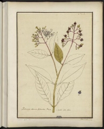 « Americanarum plantarum icones » (III)